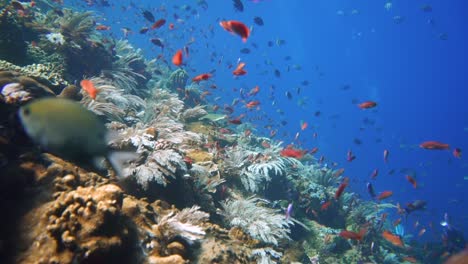 Unglaubliches-Korallenriff-Unter-Wasser-In-Indonesien