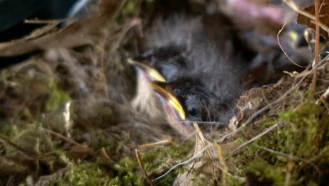 a mother bird feeds an insect to one of her nestlings