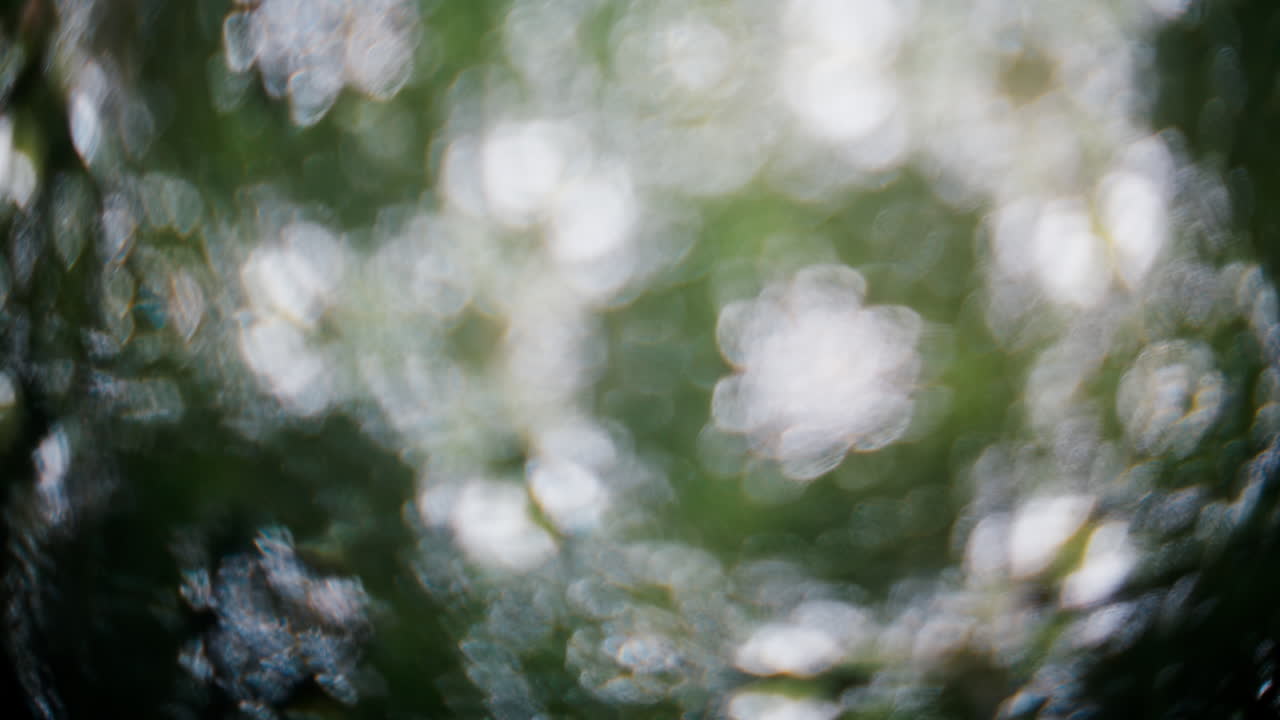 A creative kaleidoscope effect featuring multiple mirrored images of green trees in a park