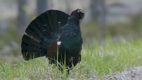 male western capercaillie roost on lek site in lekking season close up in pine forest morning light