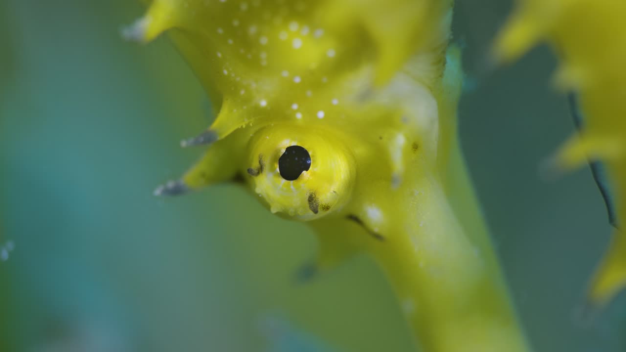 Seahorse. Eye. Super macro. Red sea.