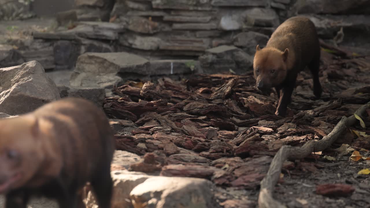Cane delle boscaglie (Speothos venaticus) in natura. I cani delle boscaglie si trovano da Panama in America Centrale, attraverso gran parte del Sud America