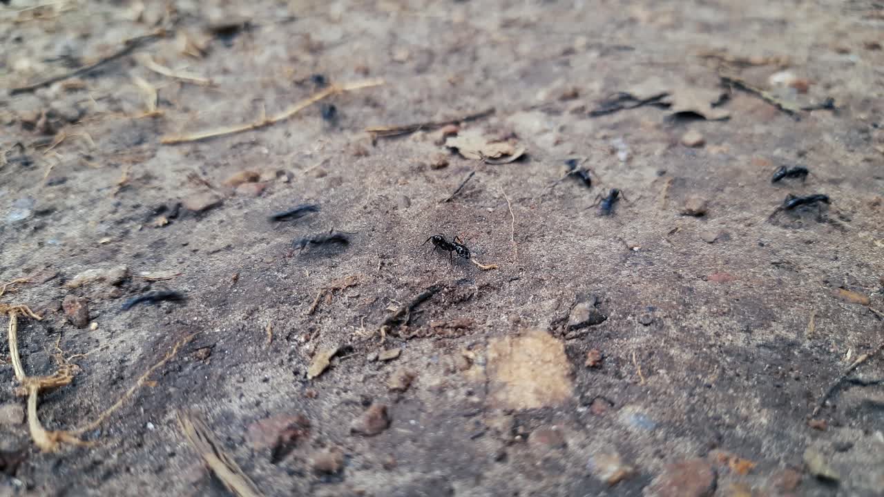 hormigas negras salvajes en movimiento corriendo en suelo arenoso al aire libre en la naturaleza