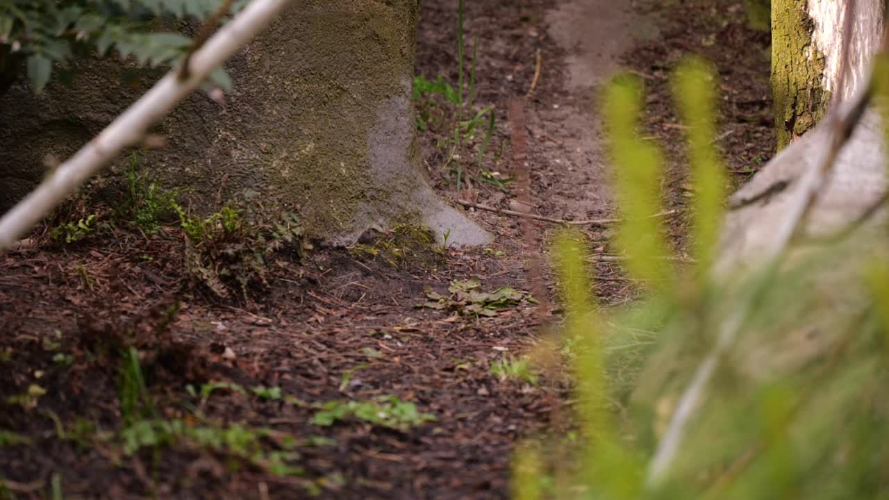 귀여운  ⁇ 은 판다가 드러났습니다. 나무 뒤에서  ⁇ 는 클로즈업  ⁇  슬로우모