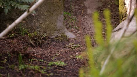 panda rojo lindo revelado: caminando detrás de un árbol primer plano disparado en cámara lenta