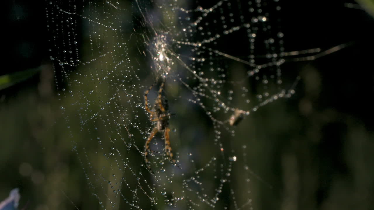 Spider on Dew-Covered Web