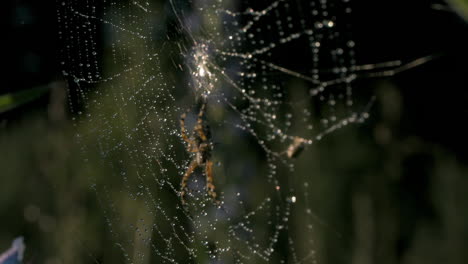 spider on dew-covered web