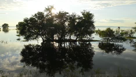 flooded trees reflecting in calm water at sunrise/sunset