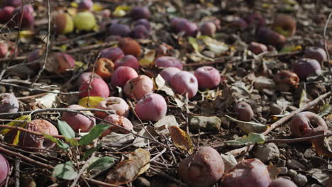 la cosecha de manzanas en el jardín se pudre en el suelo. productos en mal estado y pérdidas