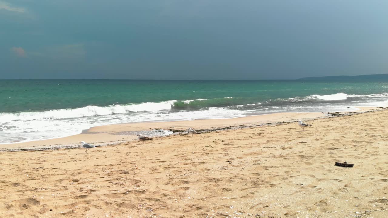 불가리아 소조폴의 물을 마주한 해변에서 갈매기 주변의 드론 시차 영상