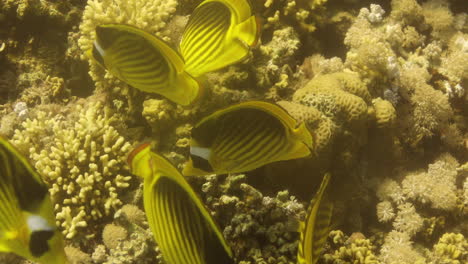 pez mariposa mapache en el arrecife de coral del mar rojo de egipto