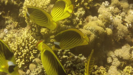 raccoon butterflyfish in the coral reef of the red sea of egypt