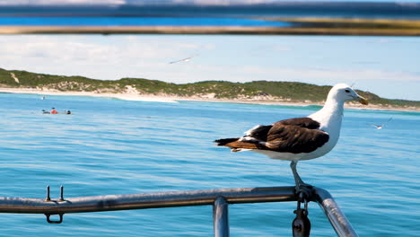 kelp gull balancing on stainless steel railing of boat rocking in ocean