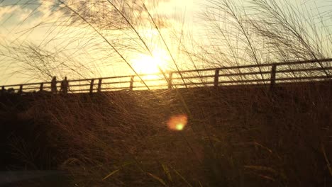 sun set shots at the park