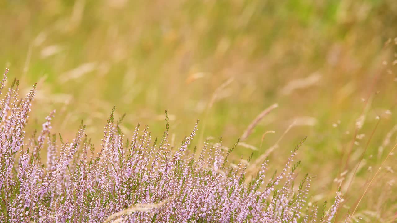 Purple heather flowers gently move in sunlight, wide shot, natural grassland, soft camera pan