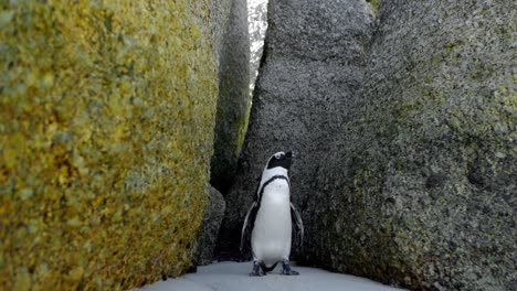 Pingüino-En-La-Playa-4k