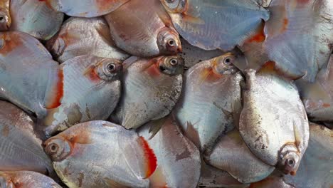 pile of freshly caught round silvery fish by the amazon, close-up pan