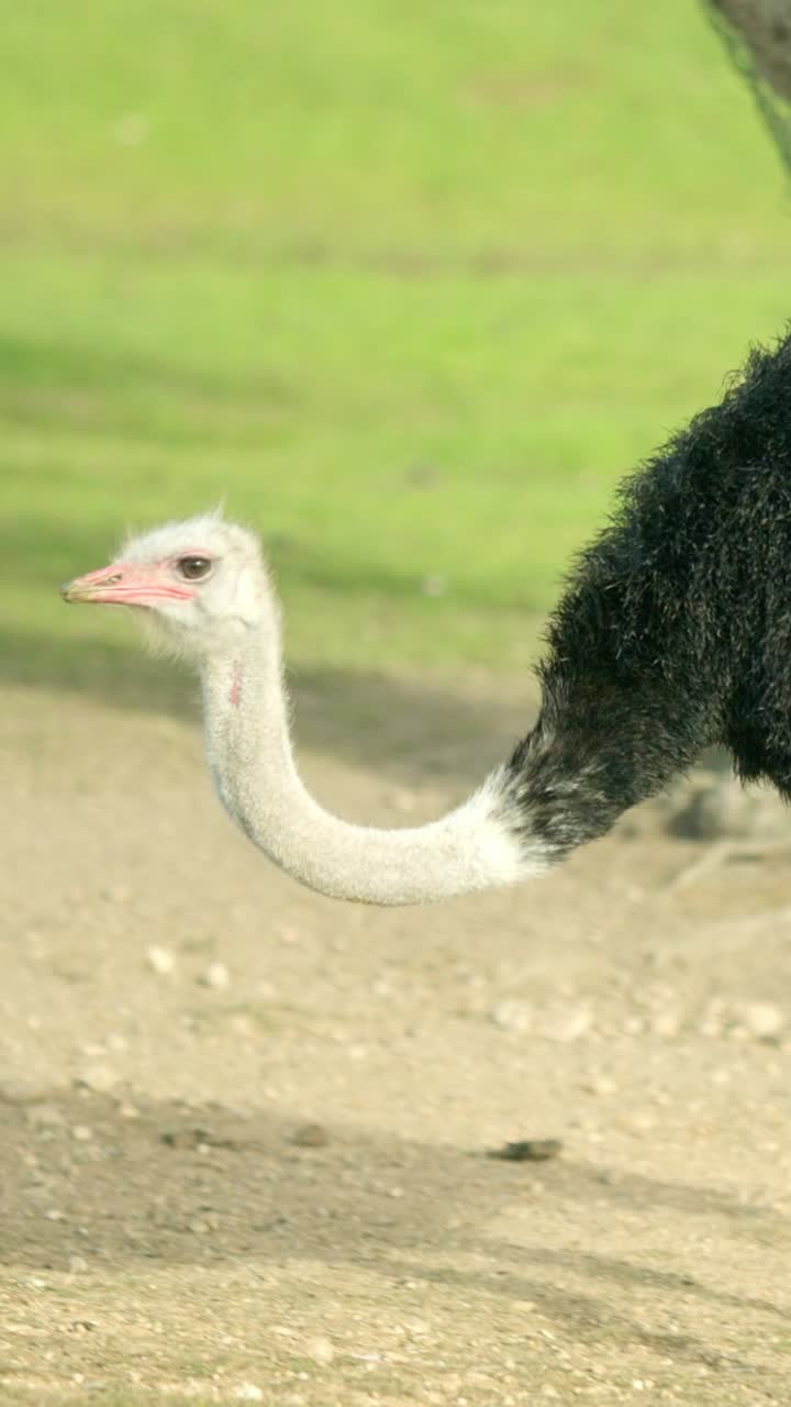 Struzzo che cammina in un campo, mostrando il suo lungo collo