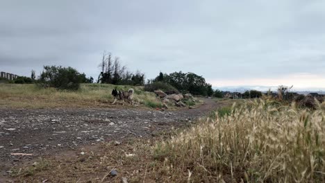 Hermosa-Raza-De-Perro-Akita-Adulto-Blanco,-Marrón-Y-Negro-Afuera-En-Zona-Rural