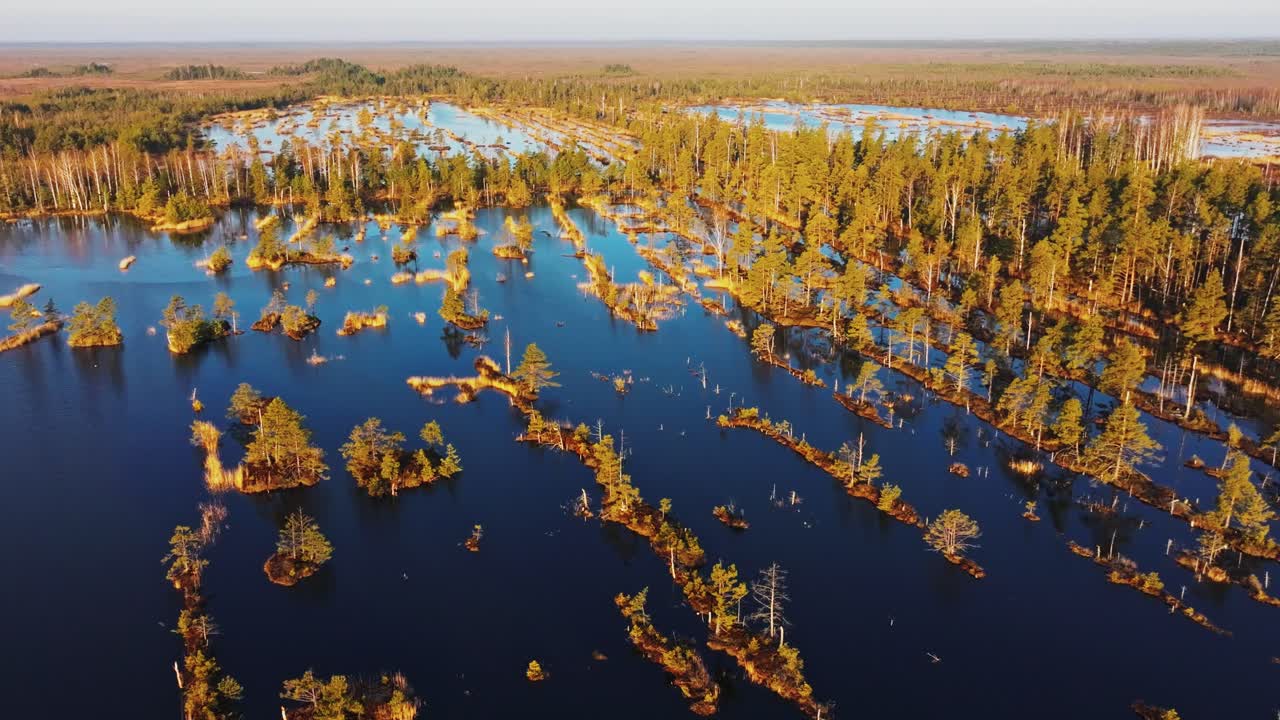 Spring sunrise drone flight backward over wet forest bog in Ķemeri, Latvia