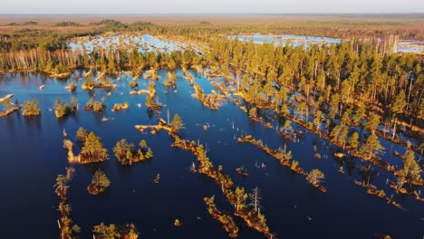 spring sunrise drone flight backward over wet forest bog in ķemeri, latvia