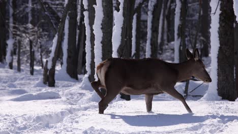 Buck-Elk-Respiración-Cámara-Lenta-Invierno