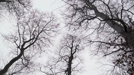 bare beech trees moving in strong wind
