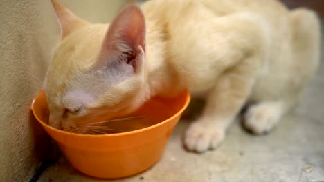 cat drinking water from a orange bowl