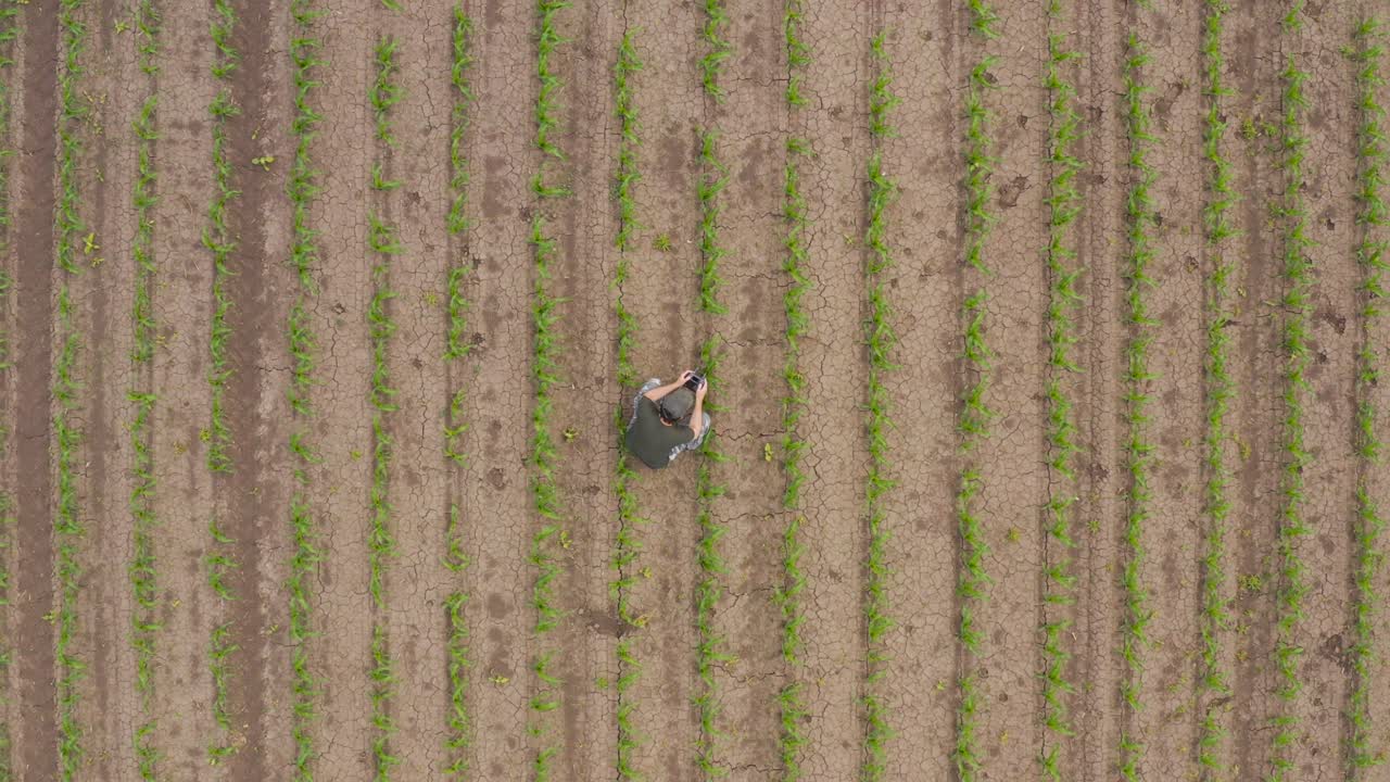 fotografía aérea de un granjero que lleva un sombrero de camionero y una camiseta verde usando un controlador remoto de avión no tripulado en un campo de brotes de maíz para examinar la plantación desde arriba