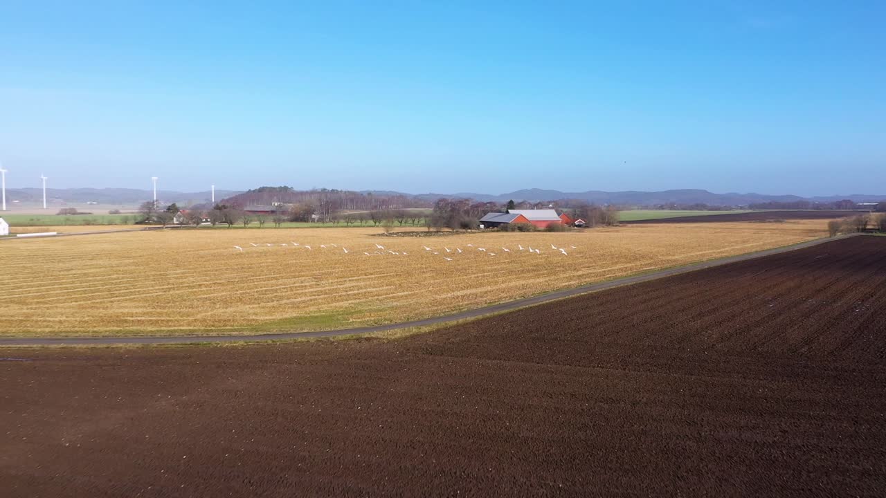 들판 위를 날아다니는 백조 떼를 따라