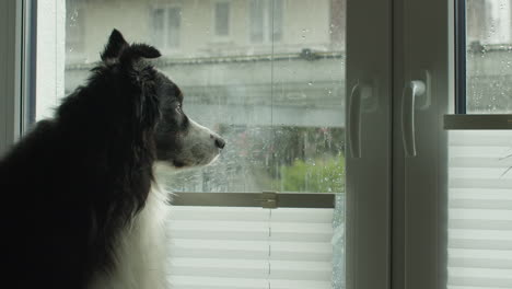 Medium-wide-shot-of-a-dog-sitting-in-front-of-a-window-and-watching-the-neighborhood