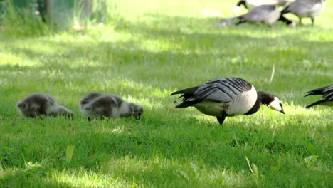 a mother goose and her goslings 4k fs700 odyssey 7q