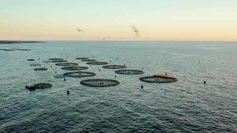 cage farming of fishes in open seas