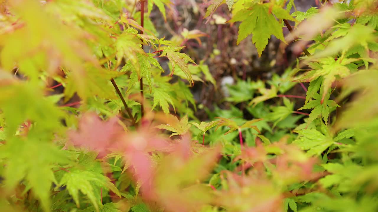 스코틀랜드 의 던드 에 있는 메이플 잎 의 근접 사진