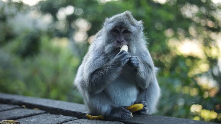 Slow Motion Handheld shot of one of the beautiful Balinese Long-Tailed Monkeys in Bali, Indonesia