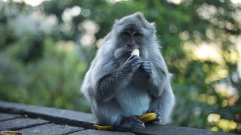 Slow-Motion-Handheld-shot-of-one-of-the-beautiful-Balinese-Long-Tailed-Monkeys-in-Bali,-Indonesia