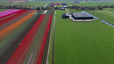 Luftaufnahmen-Von-Wunderschönen-Tulpenfeldern-In-Den-Niederlanden