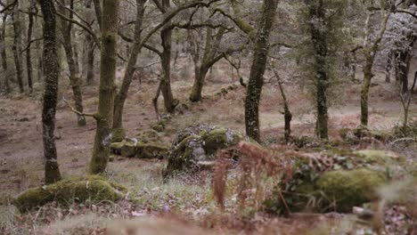 Colorful-crane-shot-of-woodland-forest