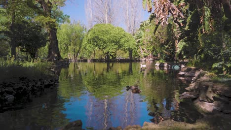 parque lacustre con patos