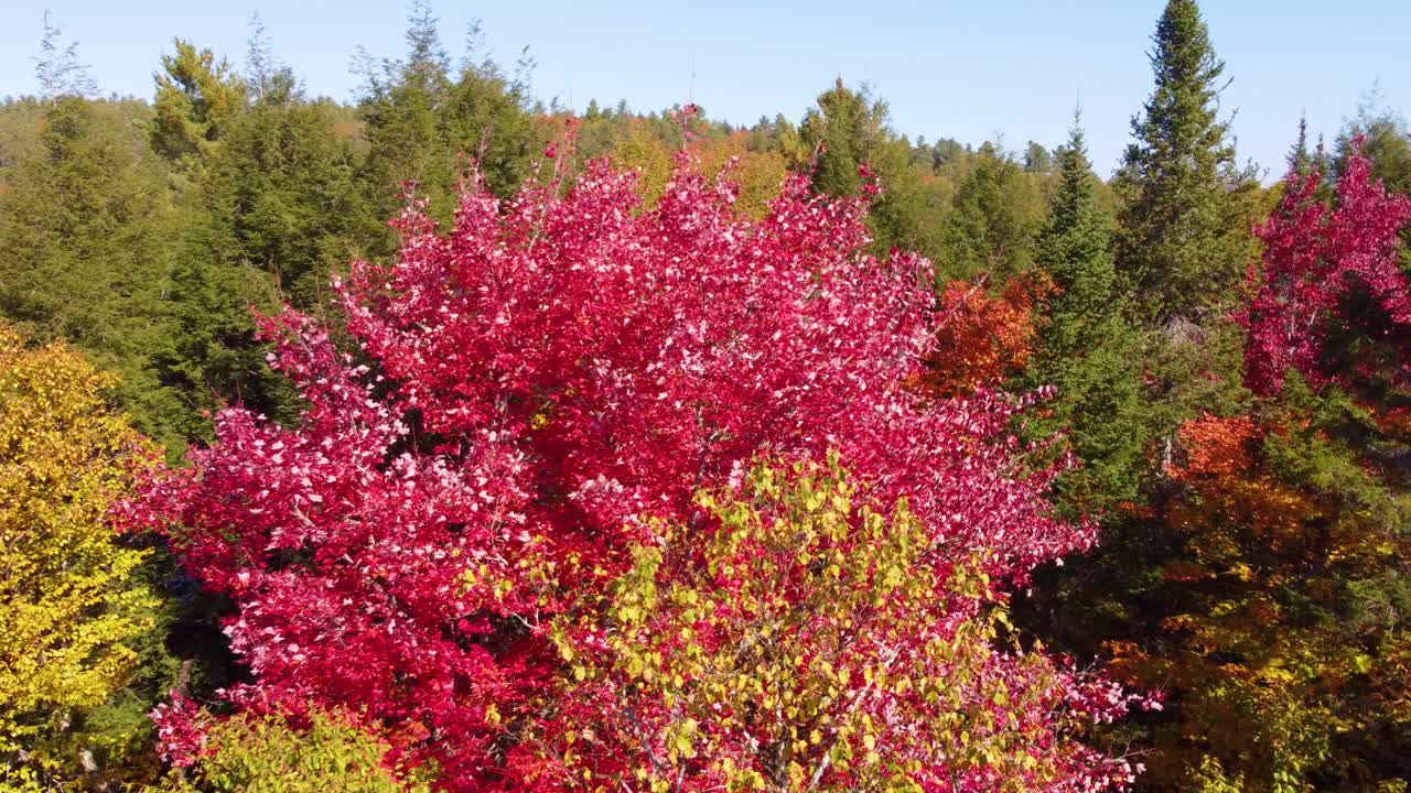 드론은 가을 색으로 숲 근처를 날아갔다.