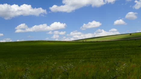la planta de lenteja madura, la cosecha de lentejas, lentejas verdes maduras en el campo,