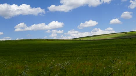 ripening lentil plant, harvesting lentils, ripe green lentils in the field,