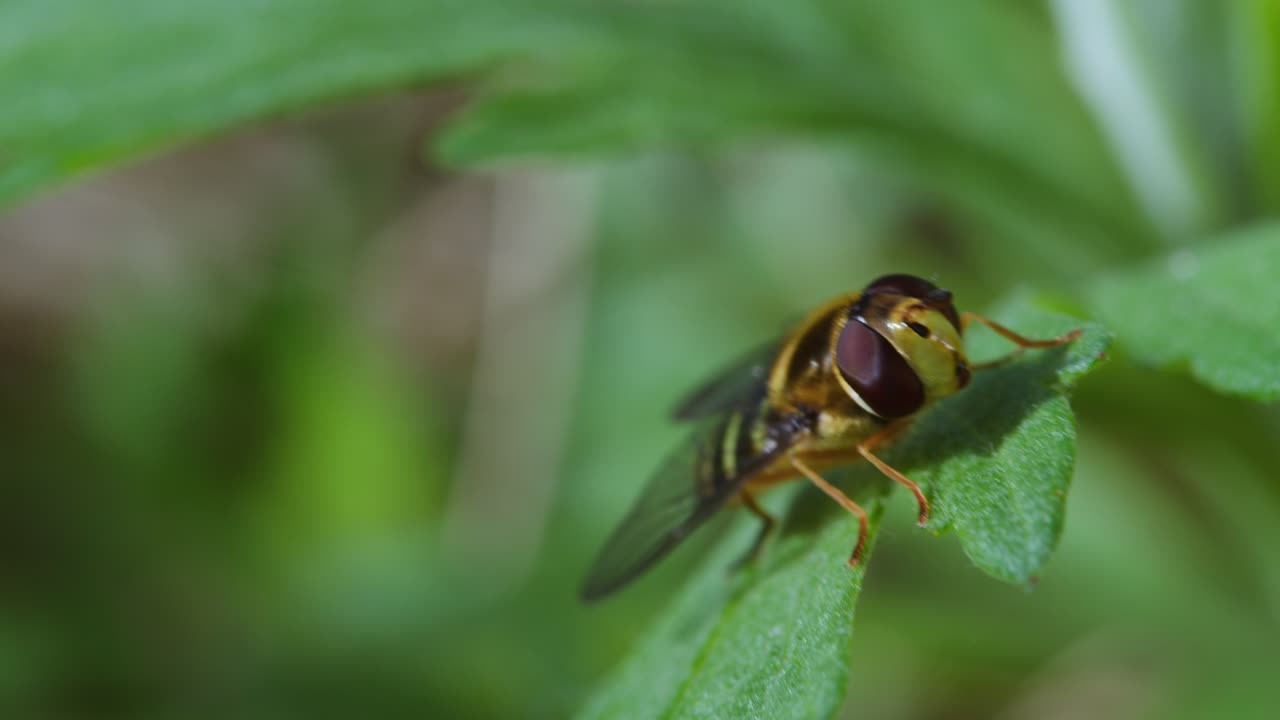 Una vista macro dettagliata di un sirfide, con strisce gialle e nere simili a quelle di un'ape, posato sul bordo di una foglia verde brillante.