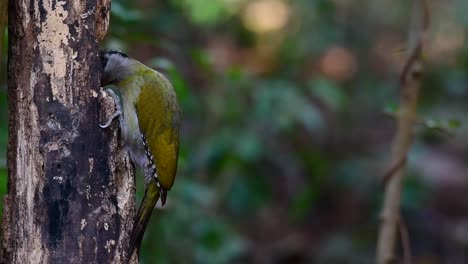 el pájaro carpintero de cabeza gris también se llama pájaro carpintero de cara gris se encuentra en muchos parques nacionales en tailandia y es muy particular en la elección de su hábitat para que prospere