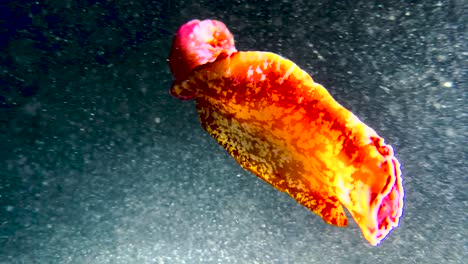 primer plano de la nudibranquia roja