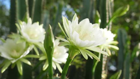 close up circling view of rare flowering jungle cactus early in the morning before they close forever