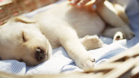 close-up view of a caucasian girl hand petting a white labrador puppy while it is sleeping in a basket in the park