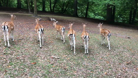 young deer and deer running through the woods