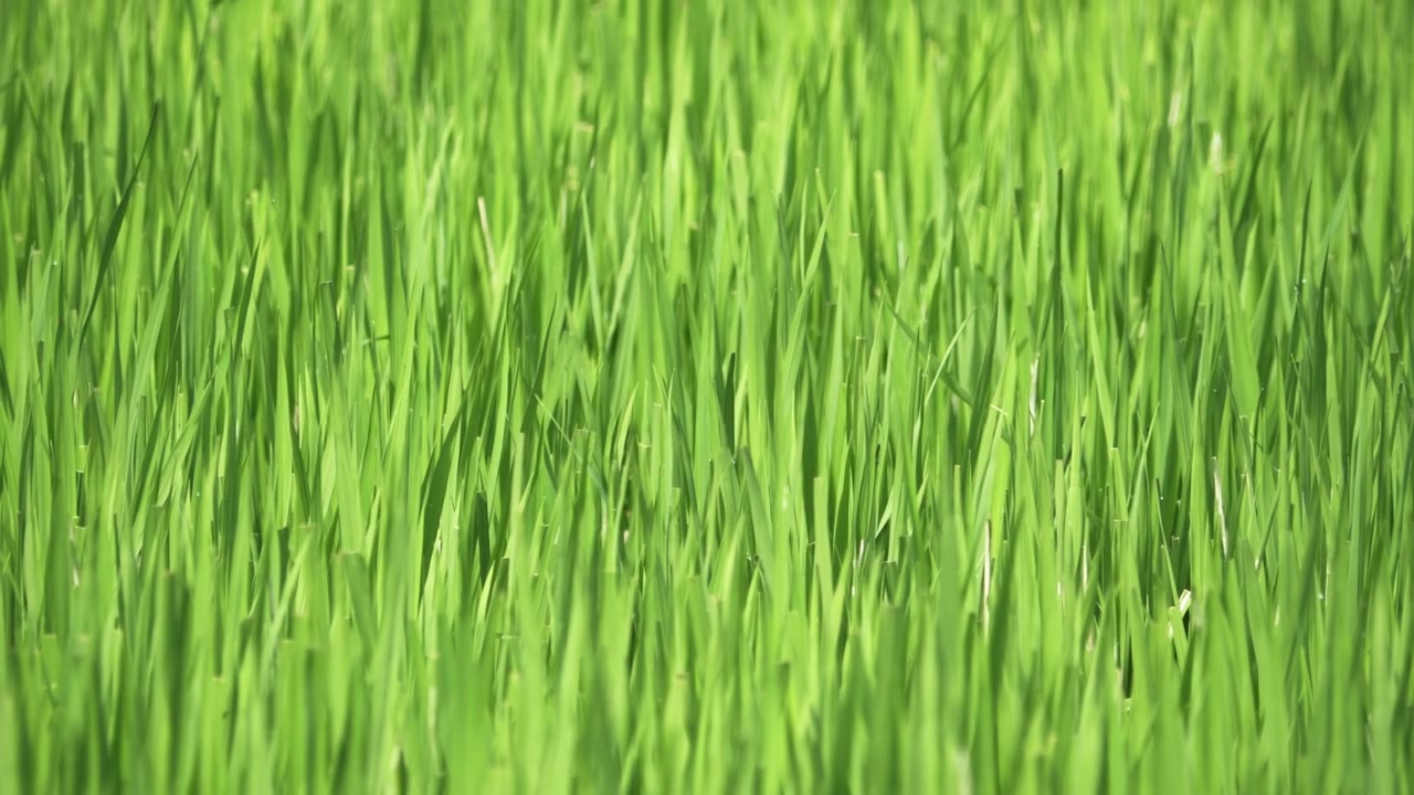 Area agricola che coltiva riso, un alimento base per le popolazioni asiatiche, situata alla periferia di Bangkok, Thailandia