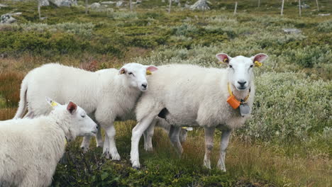 Rebaño-De-Ovejas-Libres-De-Pie-En-Un-Pasto-Y-Mirando-A-La-Cámara-En-El-Valle-Hydalen,-Hemsedal,-Noruega